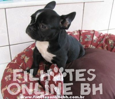 Bulldog Francês - Canil Filhotes On Line BH  