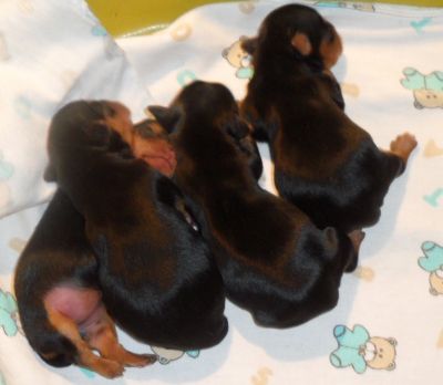 filhotes machos de yorkshire