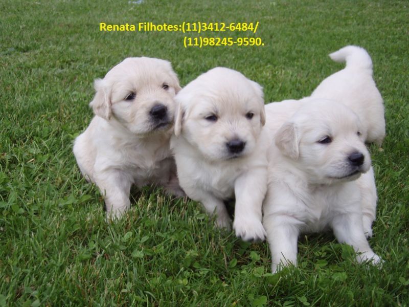 Encante-se com Nossos Filhotes de Golden retriever.