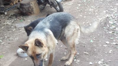 Filhotes da Pastor Alemão capa preta 