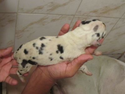 Filhotes de Dogue Alemao