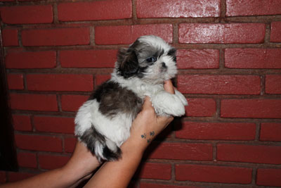 Canil puppy of life- vd filhotes sih tzu-Arujá-SP