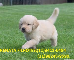 Encante-se com Nossos Filhotes de Golden retriever.