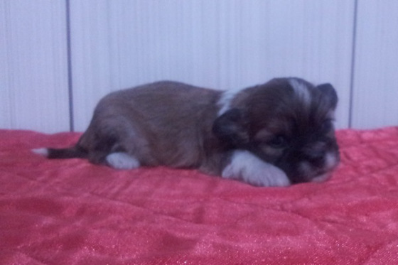 Lindos filhotes de Lhasa Apso