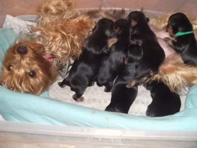 magnificos filhotes yorkshire