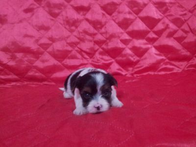 Biewer Yorkshire Terrier