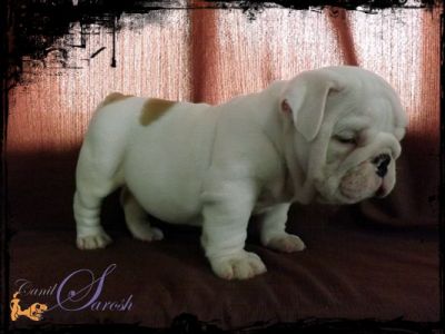 bulldog inglês macho