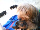 Yorkshire terrier  macho R$500