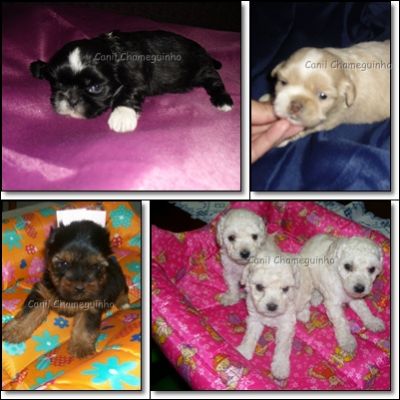 Poodle - Lhasa Apso - Shih-Tzu - Yorkshire