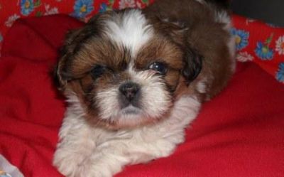 Filhote, shih tzu, Porto Alegre, Pet Shop,