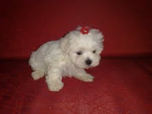 Maltês Fêmea Micrissima com 5 meses