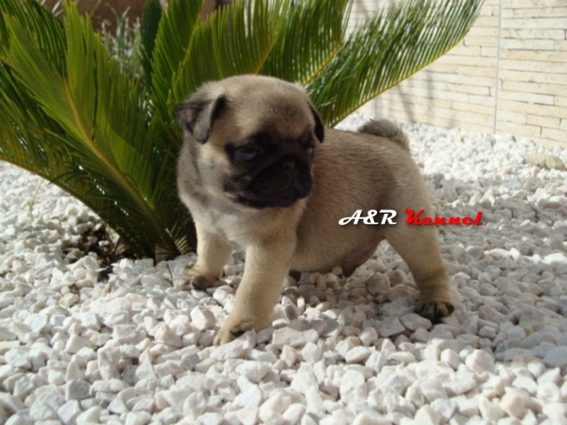 Pug filhotes em Curitiba - lindos machos e fêmeas com pedigree