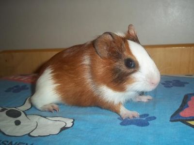 Hamster Chinês, Sírio, Mini Esquilos ou gerbil, Calopsitas variadas, Periquitos, Diamante Gold, etc.