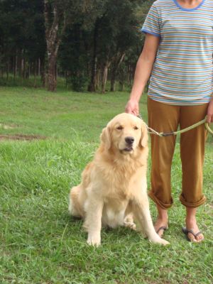 VENDO FILHOTES DE  GOLDEN RETRIEVER