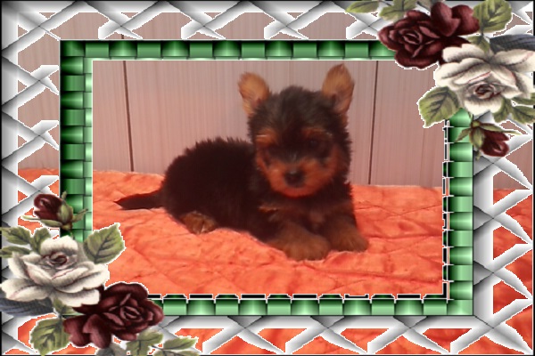 Lindos Filhotes de Yorkshire Terrier