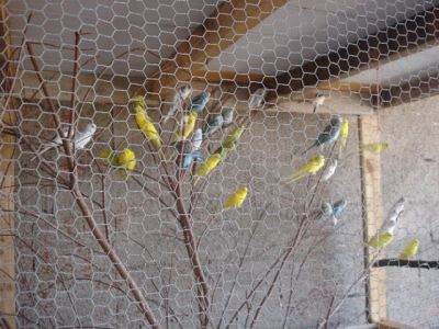 VENDO - CALOPSITA - AGAPONES - PERIQUITO AUSTRALIANO