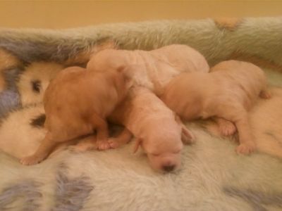 POODLE MICRO E TOY MACHOS E FEMEAS