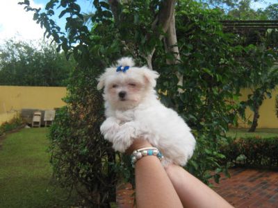 Maltes, Shih Tzu e Yorkshire -Canil 3 Ypês