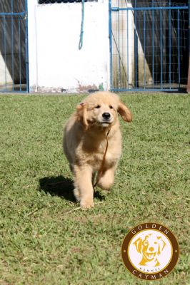 Filhote fêmea de Golden Retriever - CBKC
