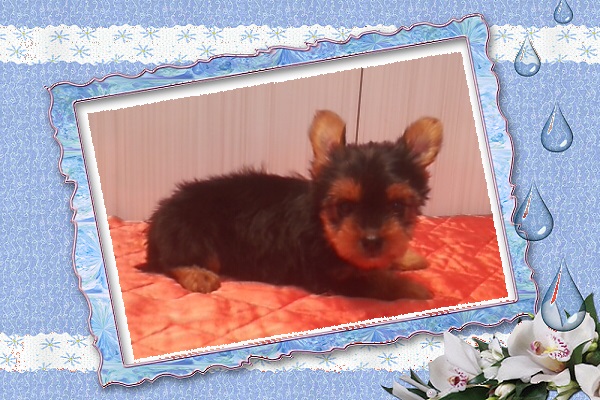 Lindos Filhotes de Yorkshire Terrier