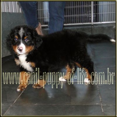 Canil puppy of life- vd filhotes Bernese Mountain Dog-SP