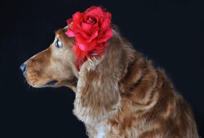 Photopets - Book para pets