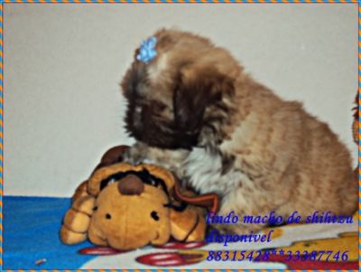 lindos machos de shistzu 