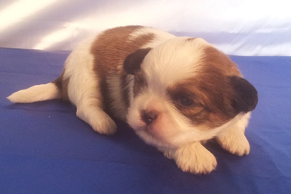 Filhotes Machos de Lhasa Apso