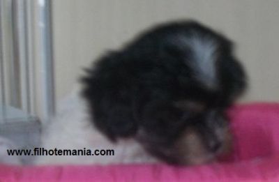 Porto Alegre, lhasa apso, macho, e fêmea,