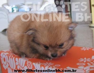 Lulu - Canil Filhotes On Line BH