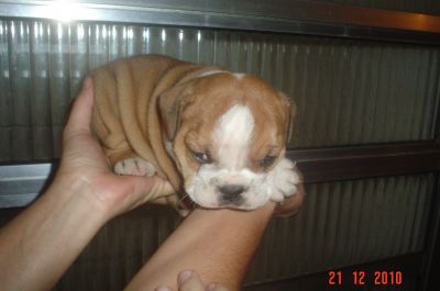 VENDO LINDOS FILHOTES DE VARIAS RAÇAS E PREÇOS 4361-8917 OU 7694-5581