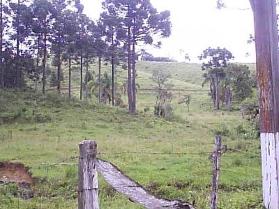 FAZENDA 153 ALQUEIRES FORMADA EM PASTO