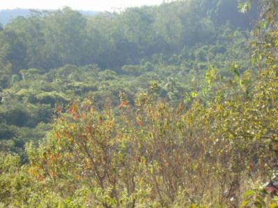 AREA RURAL EM BOFETE-SP