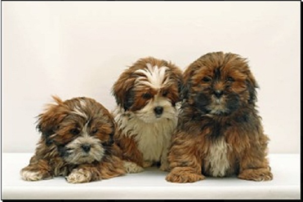 Filhotes de Lhasa Apso