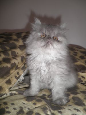 Filhotes de Persa Diaponíveis