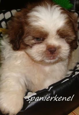 shih-tzu menor porte 3.5kg o verdadeiro SP 11-2279-7645