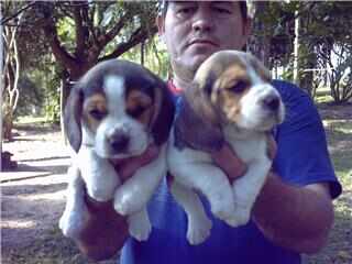 Beagle Mini 13 polegadas