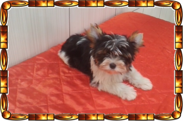 Biewer Terrier - Último Filhote Macho