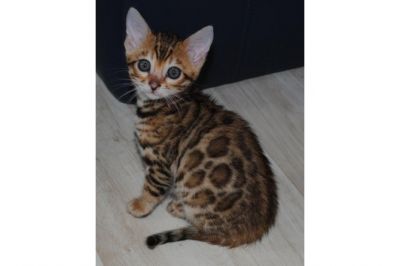 Feminino Brown Bengal Kitten Disponível