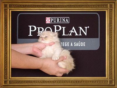 Gatinhos persas e himalaios