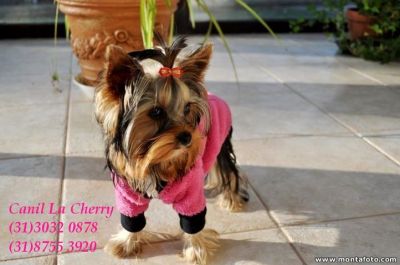 Canil La Cherry anuncia a venda de Yorkshire Micros e Bibelôs