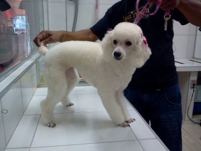 CURSO DE BANHO ,TOSA E ESTÉTICA - PROFISSIONALIZANTE