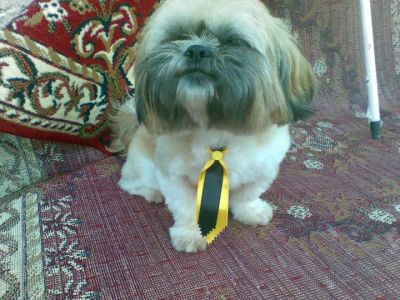 VENDA DE FILHOTES DE SHIH TZU E LHASA APSO