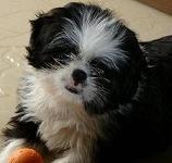 TREM AZUL CASA  OLHOS shih tzu disponíveis para adoção.