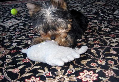 Yorkshire para adoção