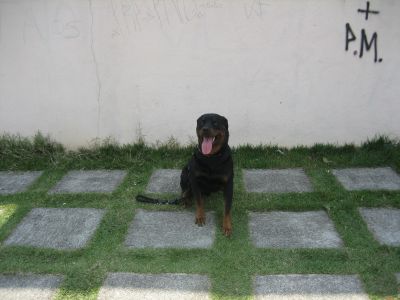 W e C Adestramento de Cães