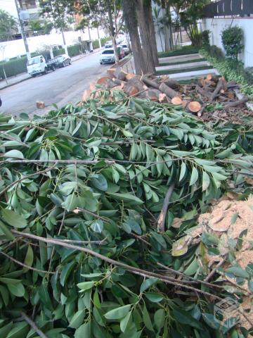 Limpeza de terreno corte e poda de arvores 