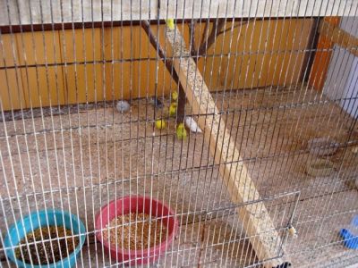 VENDO - CALOPSITA - AGAPONES - PERIQUITO AUSTRALIANO