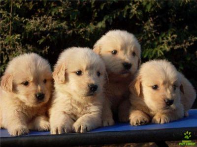VENDO FILHOTES DE  GOLDEN RETRIEVER
