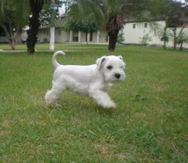 Canil Especilizado em SCHNAZUER BRANCO - Temos os mais belos filhotes !!